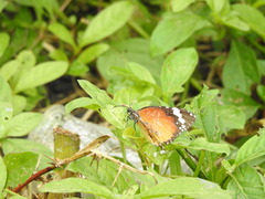 Danaus chrysippus