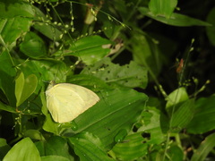 Catopsilia pomona