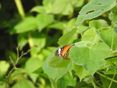 Danaus chrysippus