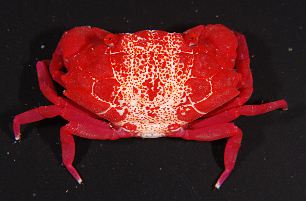 Red Liomera