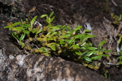 Bulbophyllum absconditum