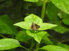 Lepidoptera