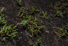 Bulbophyllum absconditum