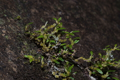 Bulbophyllum absconditum