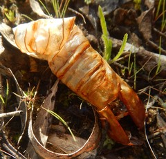 Abantiades atripalpis