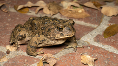 Western Toad photo 1