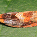 Red-headed Ancylis Moth - Photo (c) Judy Gallagher, some rights reserved (CC BY), uploaded by Judy Gallagher