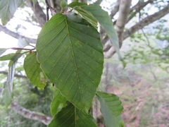 Fagus crenata
