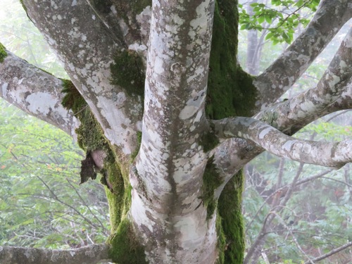 Image of Fagus crenata by (c) Marco Mussita, some rights reserved (CC BY)
