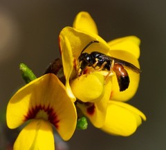 Hylaeus daviesiae