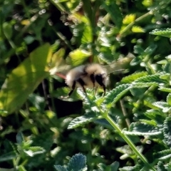 Bombus