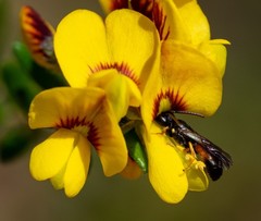 Hylaeus daviesiae