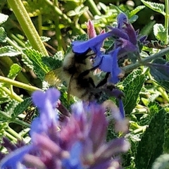 Bombus