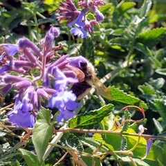 Bombus