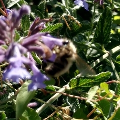 Bombus