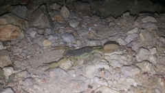 Hadrurus spadix