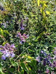 Bombus