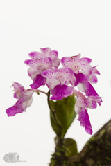 Aerides maculosa