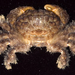毛殼蟹屬 - Photo (c) 2007 Moorea Biocode，保留部份權利CC BY-NC-SA