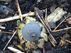 Geastrum tenuipes