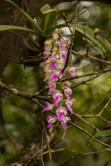 Aerides maculosa