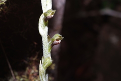 Pachyplectron neocaledonicum