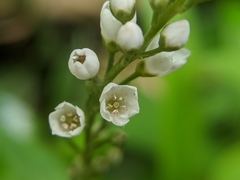 Lysimachia fortunei