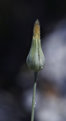 Tragopogon undulatus