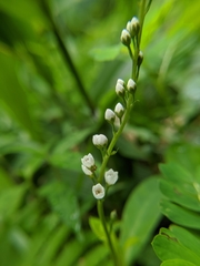 Lysimachia fortunei