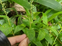 Lysimachia fortunei