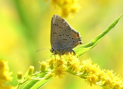 Satyrium californica