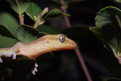 Bavayia septuiclavis