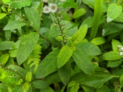 Lysimachia fortunei