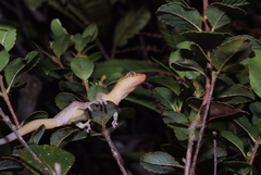 Bavayia septuiclavis