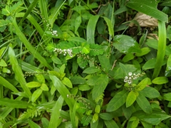 Lysimachia fortunei