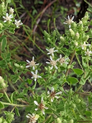 Sericocarpus asteroides