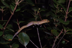 Bavayia septuiclavis