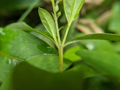 Lysimachia fortunei