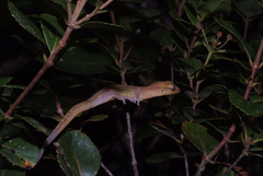 Bavayia septuiclavis