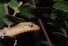 Bavayia septuiclavis