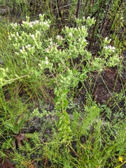 Sericocarpus asteroides