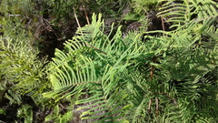 Gleichenia dicarpa