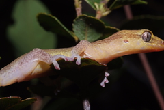 Bavayia septuiclavis