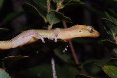 Bavayia septuiclavis