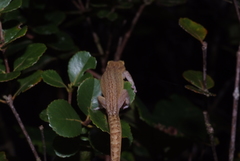 Bavayia septuiclavis