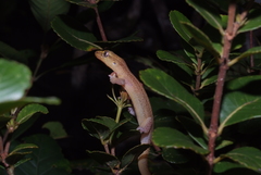 Bavayia septuiclavis