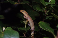 Bavayia septuiclavis