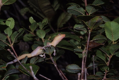 Bavayia septuiclavis