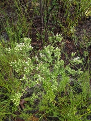 Sericocarpus asteroides