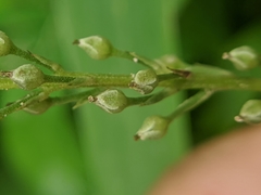 Lysimachia fortunei